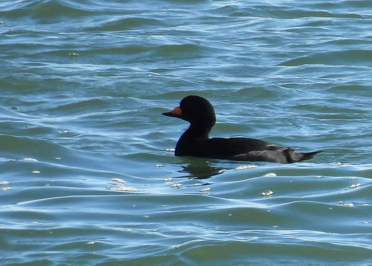 Black Scoter - ML645952378