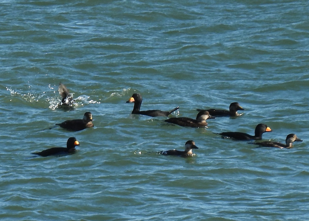 Black Scoter - ML645952379