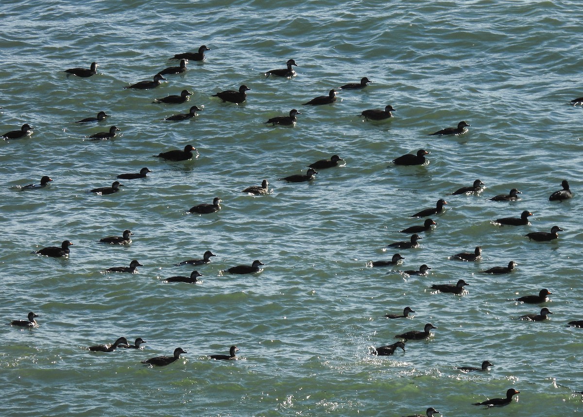 Black Scoter - ML645952381