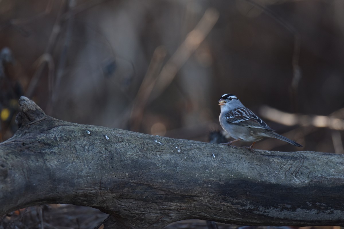 White-crowned Sparrow - ML645952386