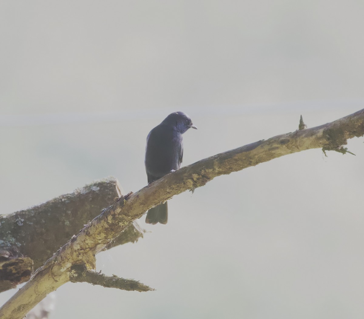 Southern Black-Flycatcher - ML645952387