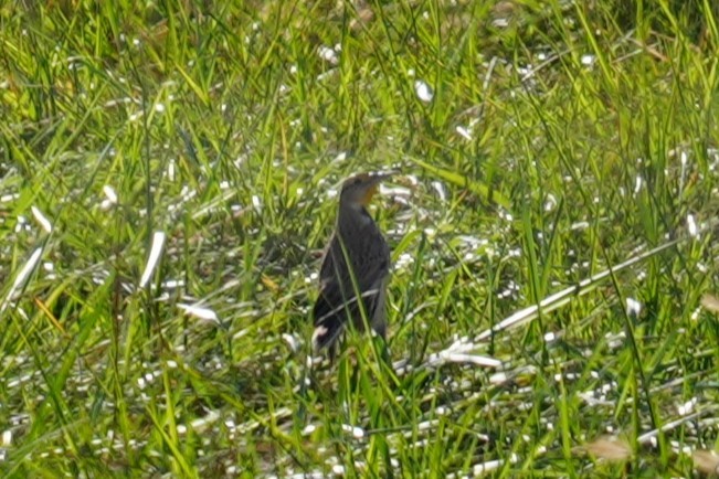Eastern Meadowlark - ML645952393