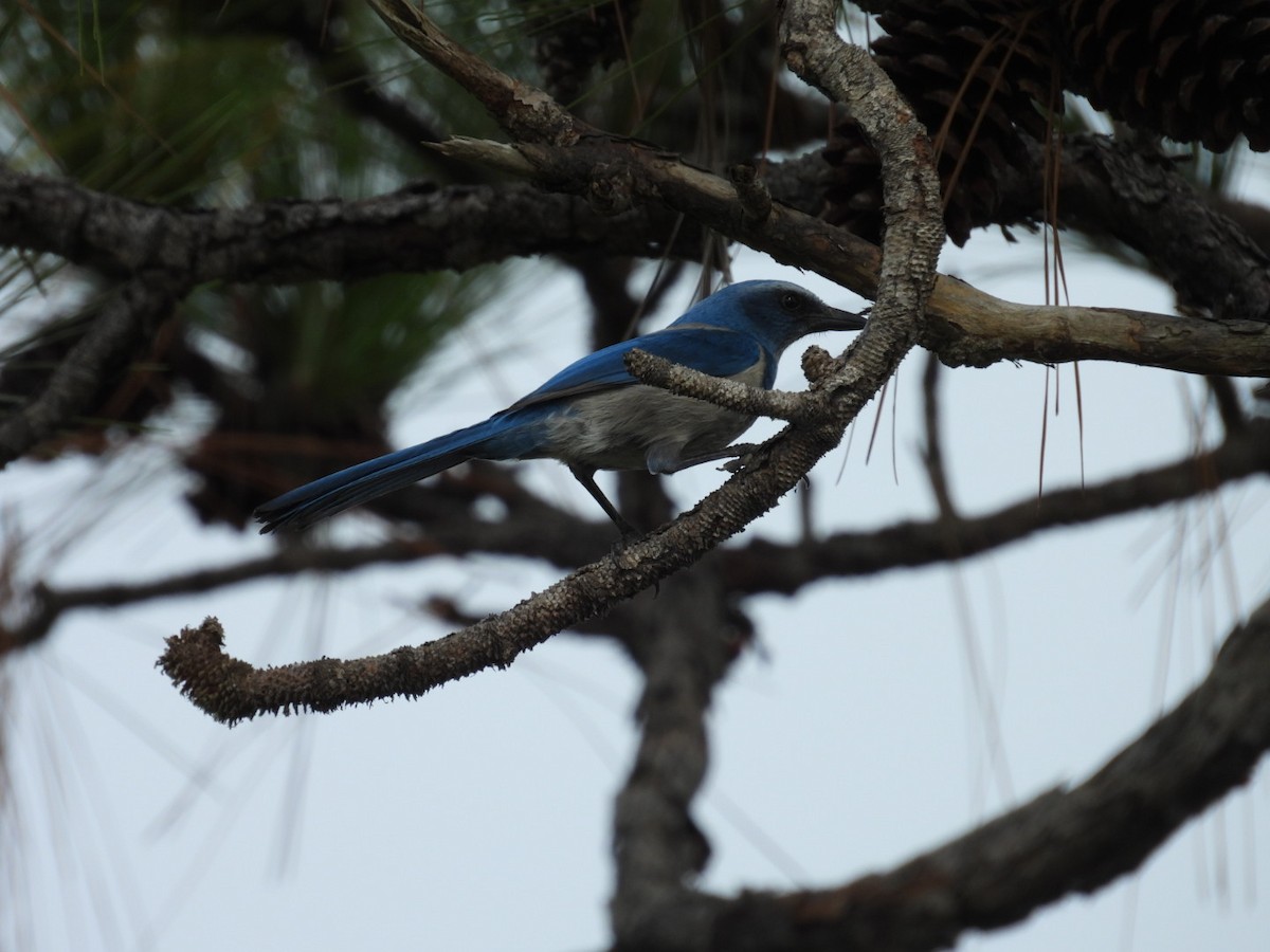 Florida Scrub-Jay - ML645952398