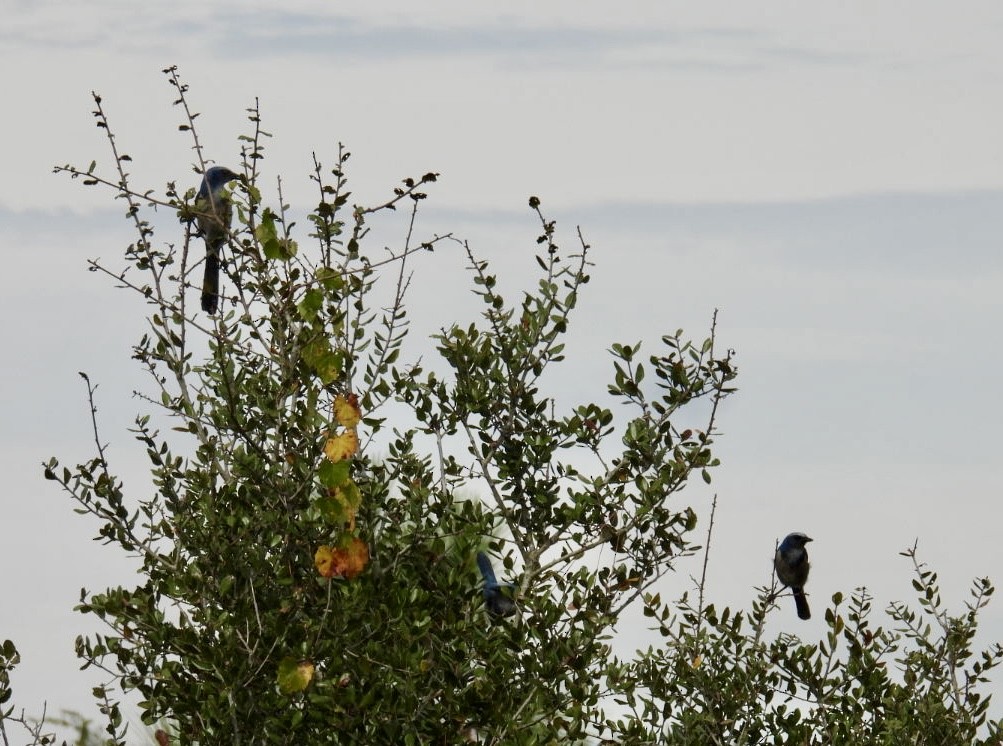 Florida Scrub-Jay - ML645952399