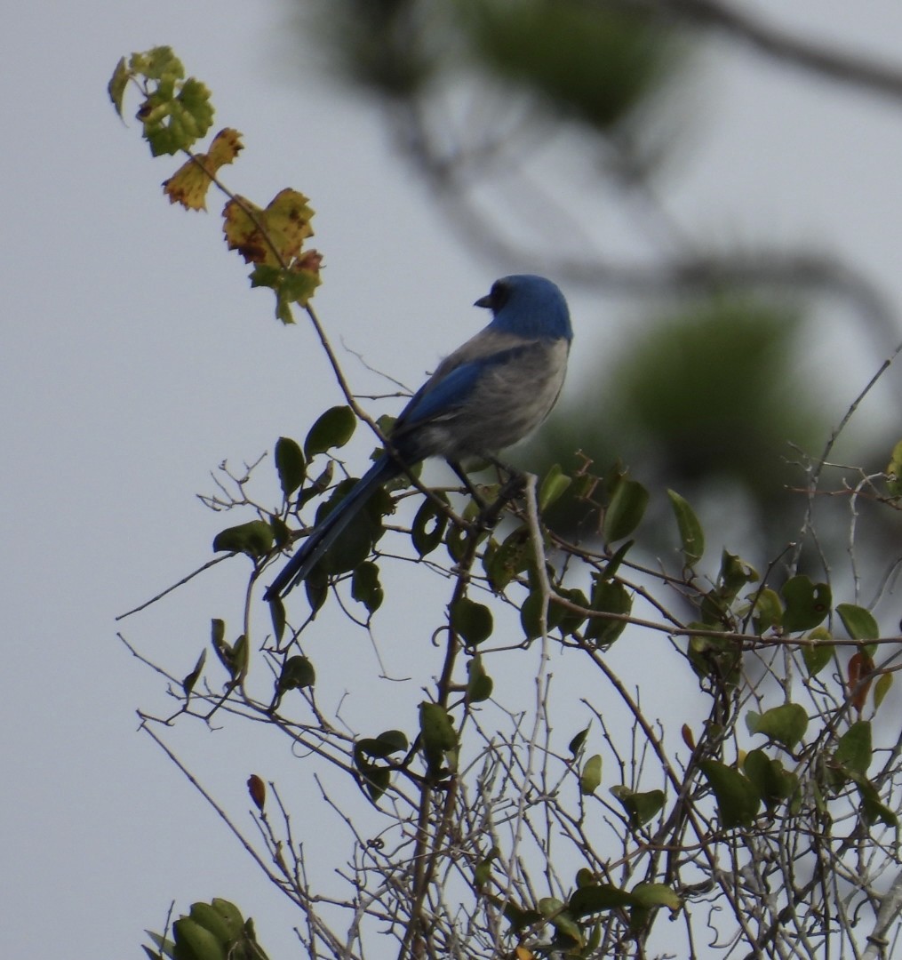 Florida Scrub-Jay - ML645952400