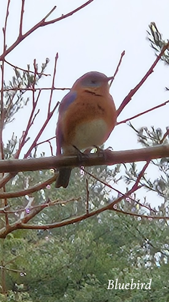 Eastern Bluebird - ML645952411