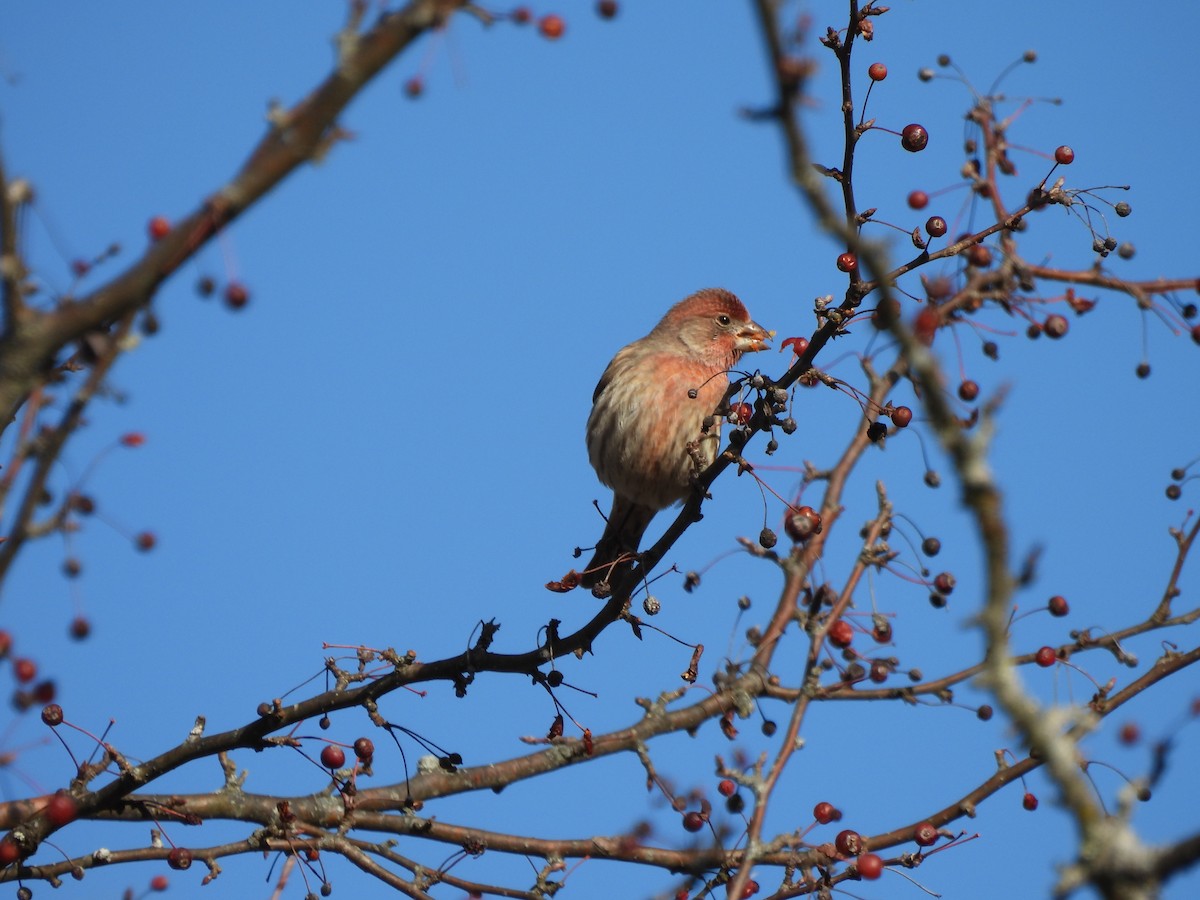 House Finch - ML645952412