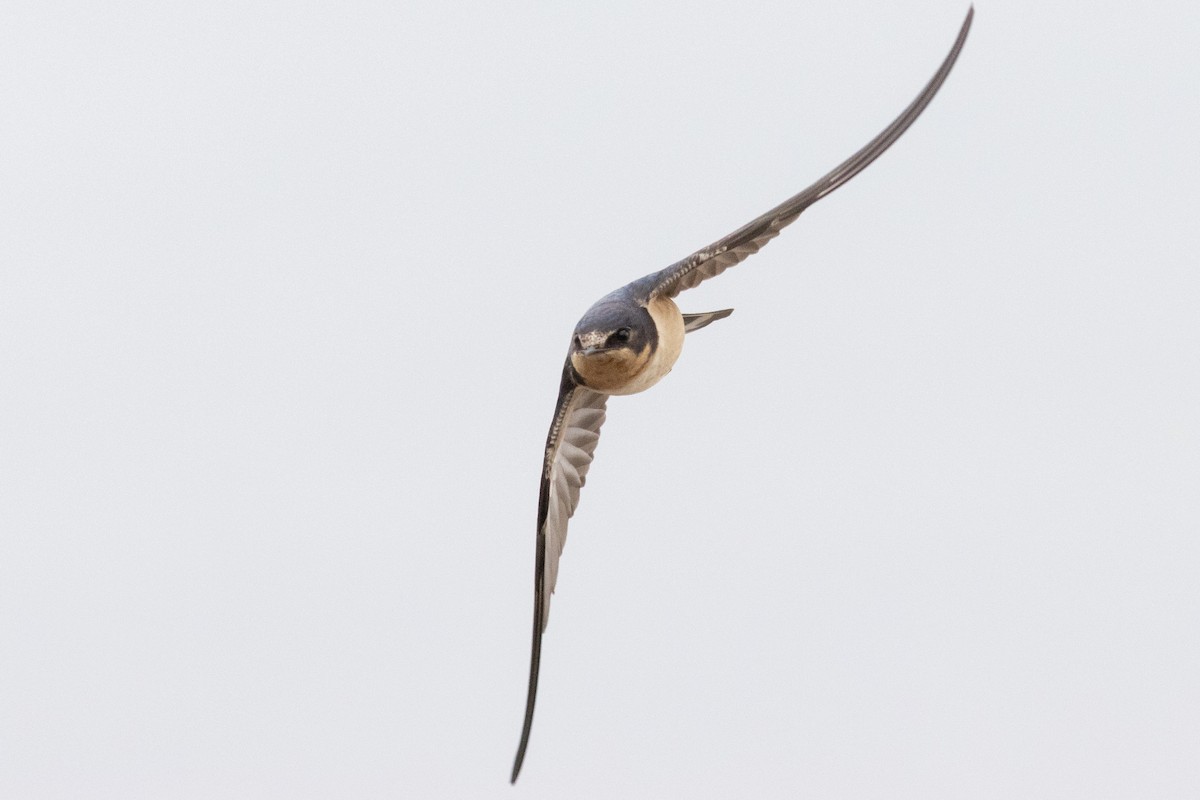 Ластівка сільська - ML645952413