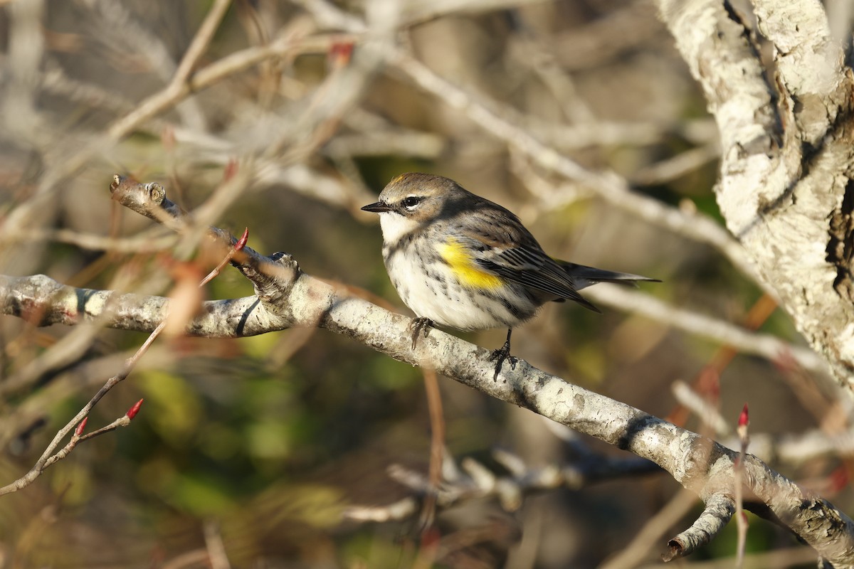 Paruline à croupion jaune - ML645952415