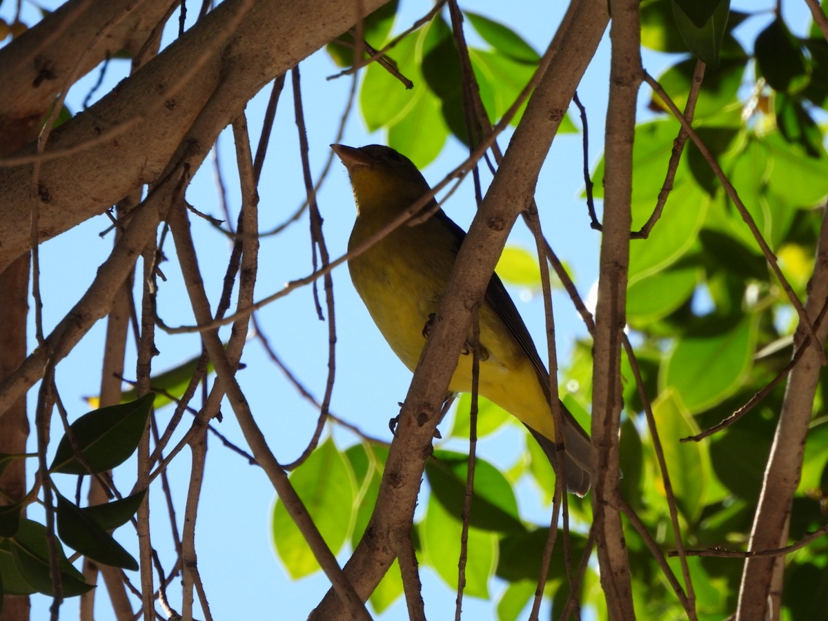 Scarlet Tanager - ML645952416