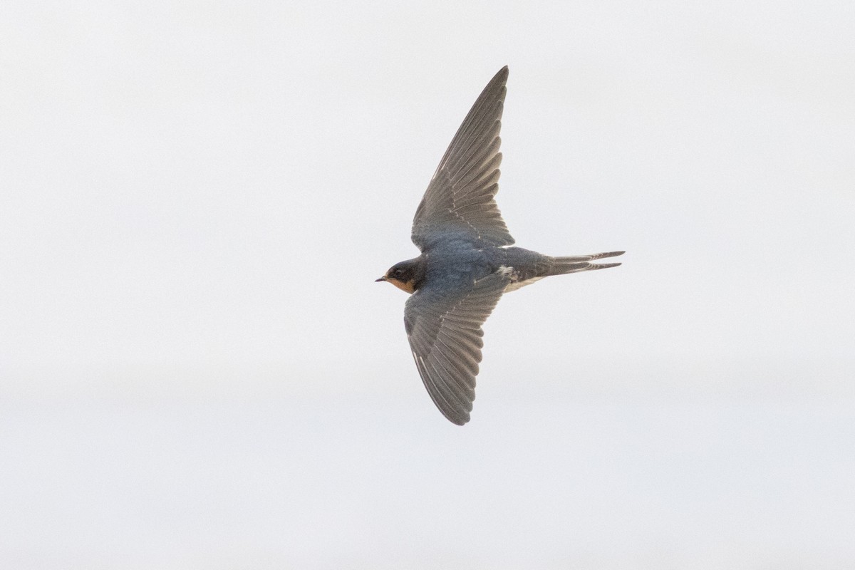 Ластівка сільська - ML645952418