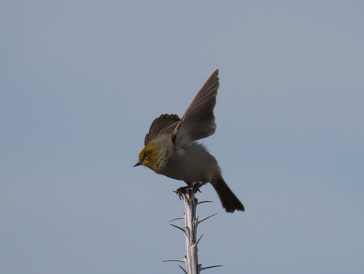 Verdin - ML645952420