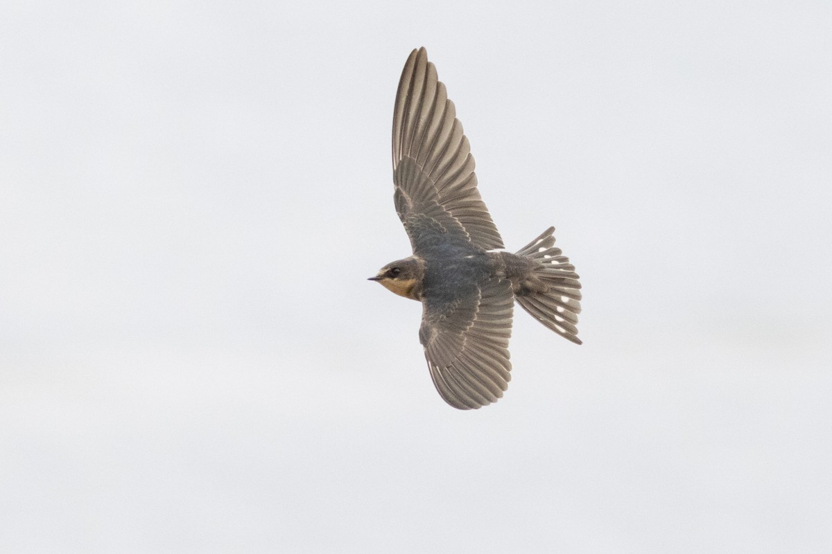 Ластівка сільська - ML645952423