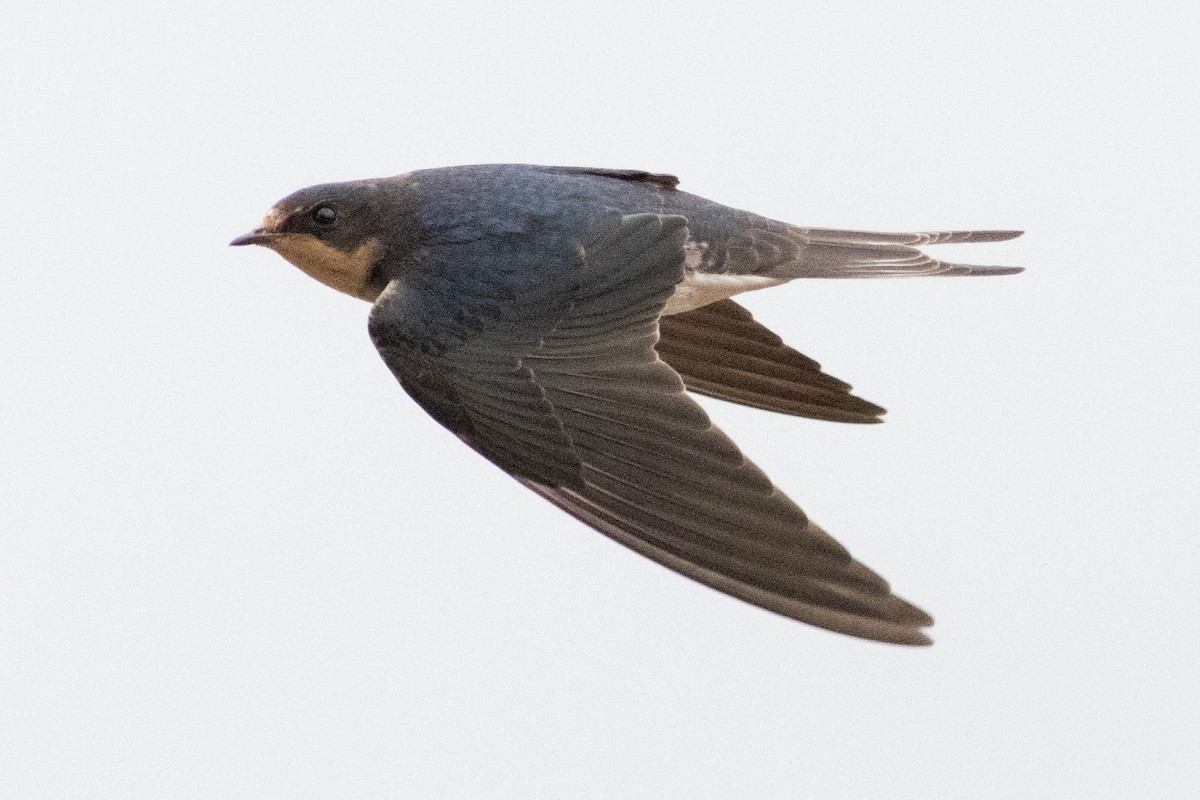 Ластівка сільська - ML645952424