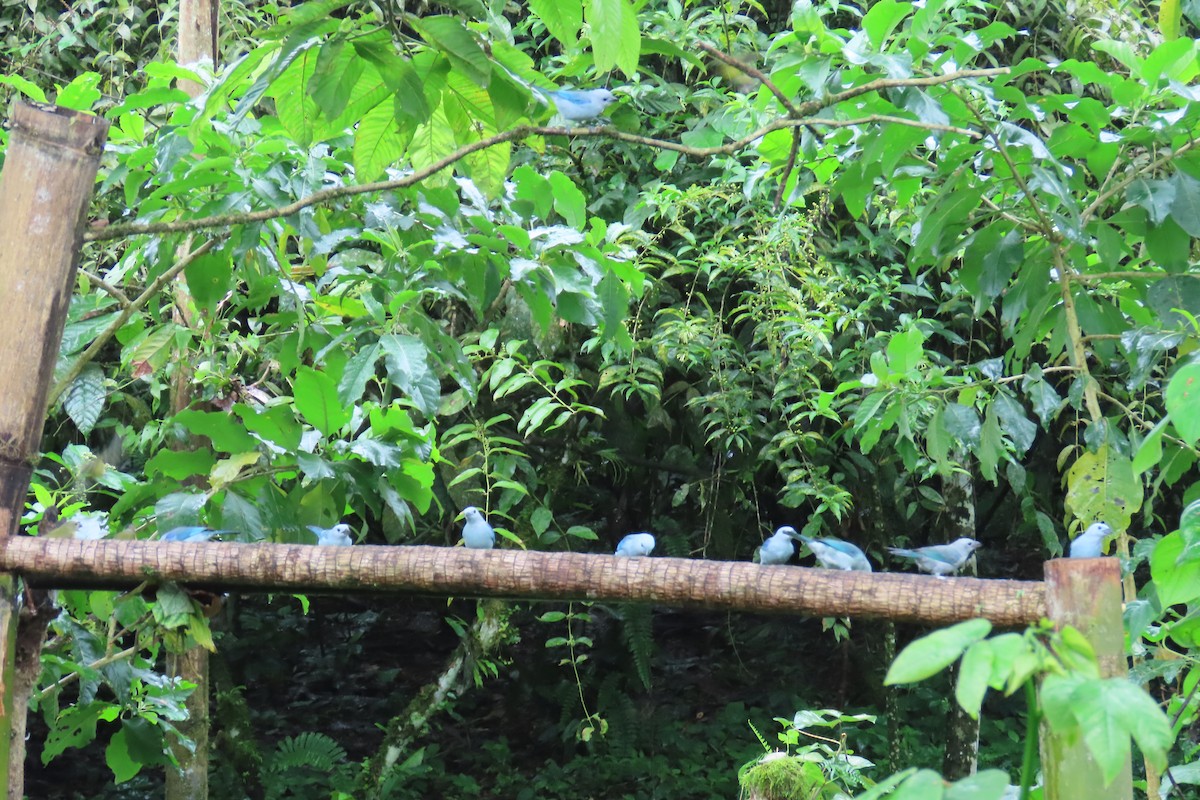 Blue-gray Tanager - ML645952438