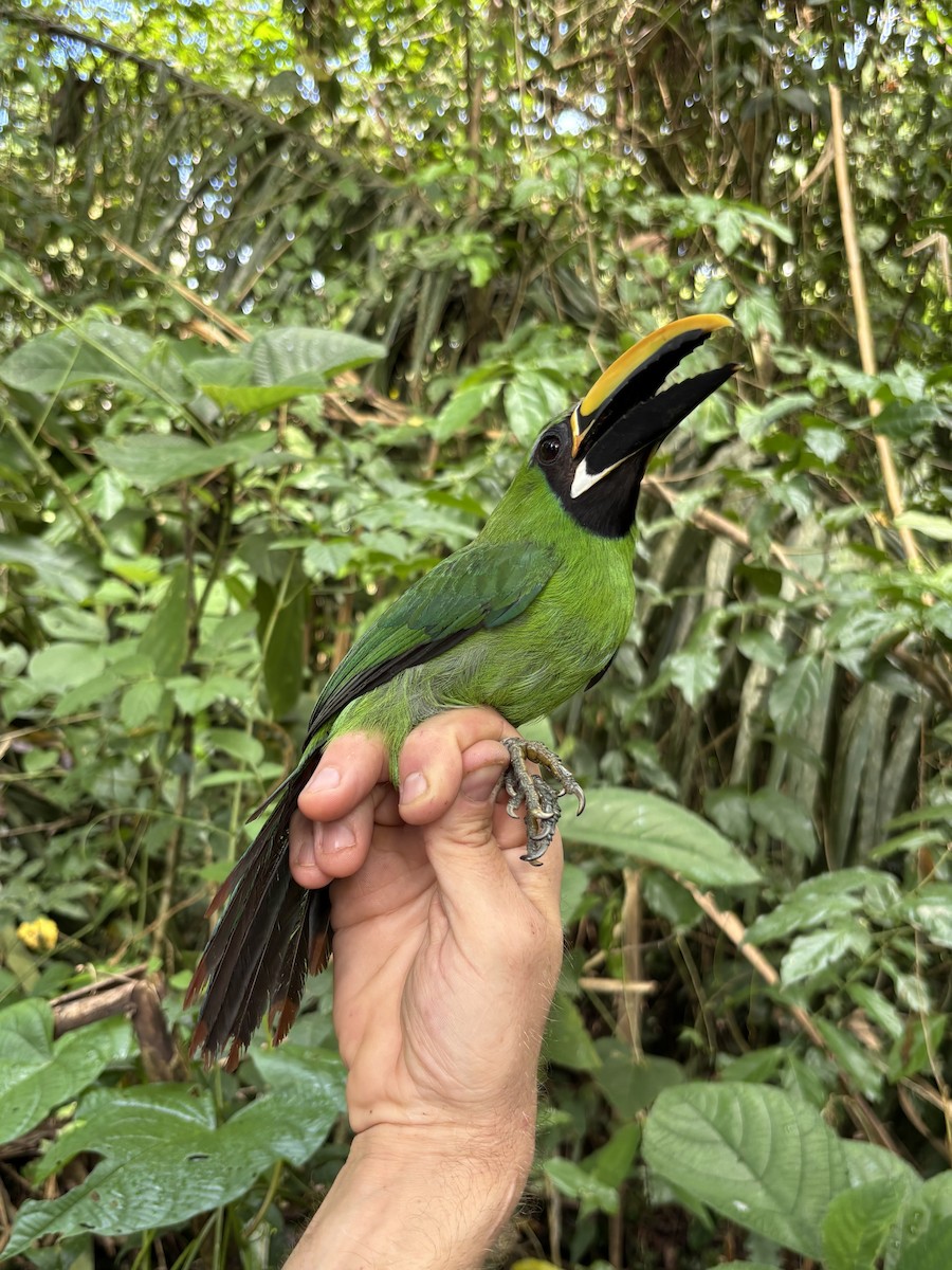 Southern Emerald-Toucanet (Black-throated) - ML645952439