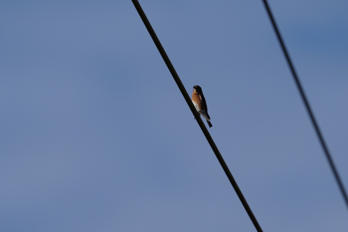 Eastern Bluebird - ML645952440