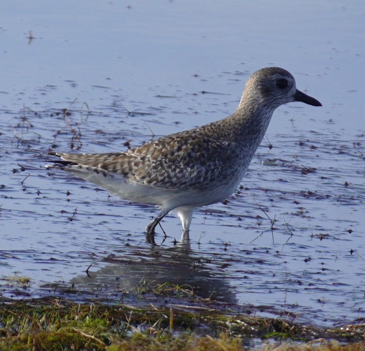 Black-bellied Plover - ML645952461