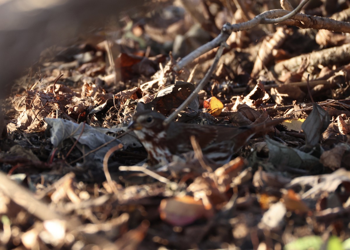 strnadec kaštanový - ML645952468