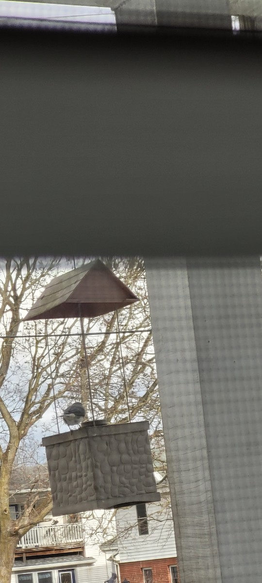 Dark-eyed Junco - ML645952470