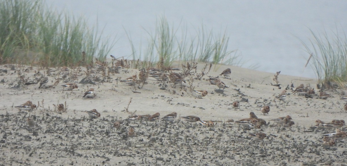 Snow Bunting - ML645952481
