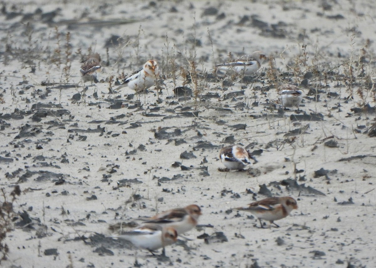 Snow Bunting - ML645952482