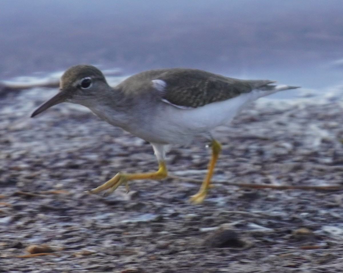 Spotted Sandpiper - ML645952483
