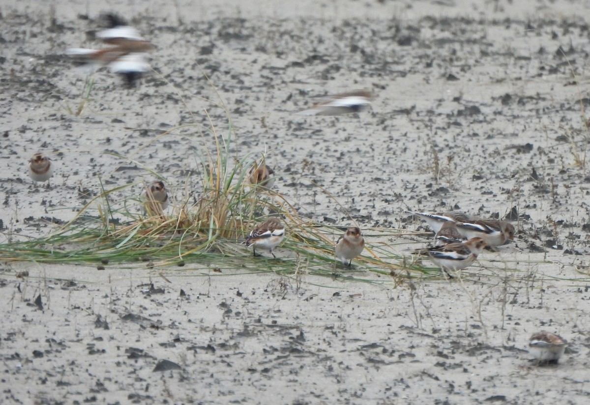 Snow Bunting - ML645952484