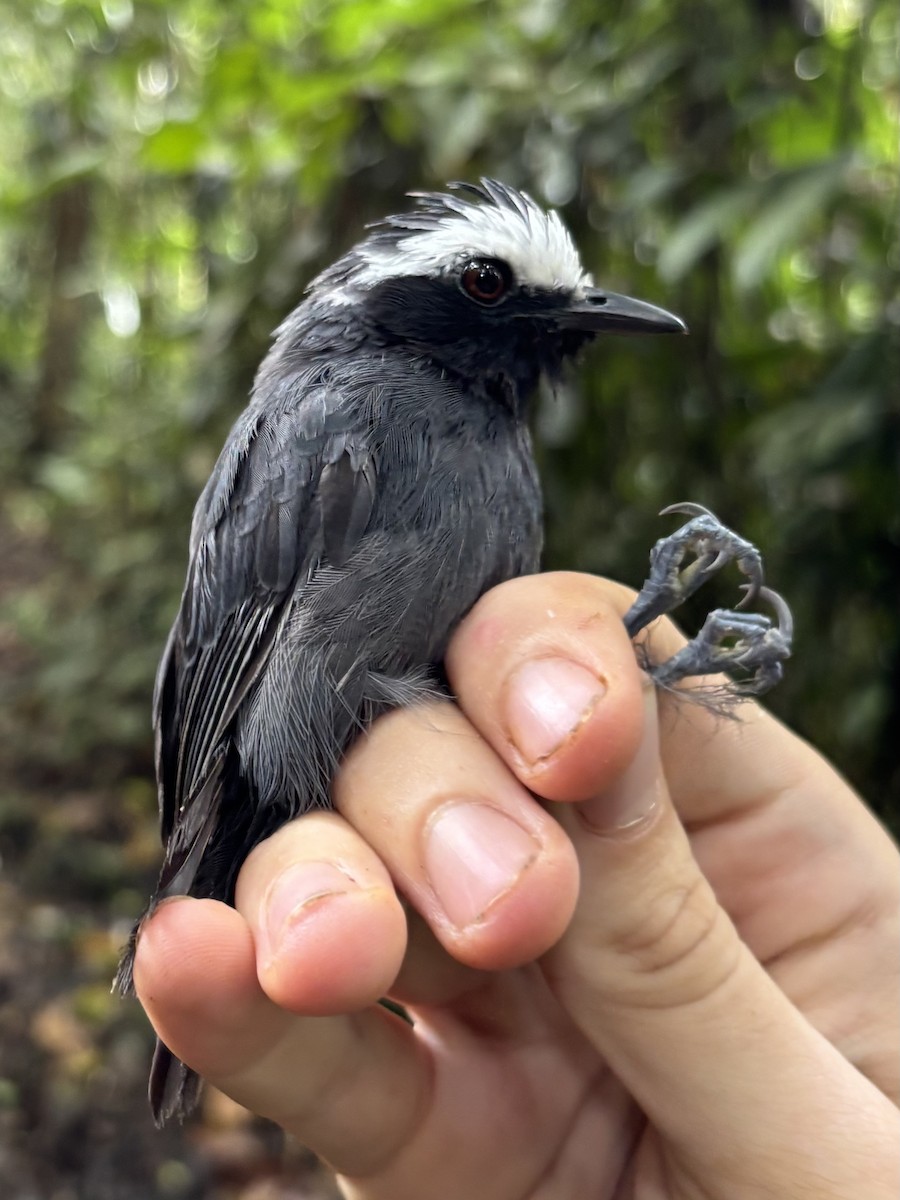 White-browed Antbird - ML645952488
