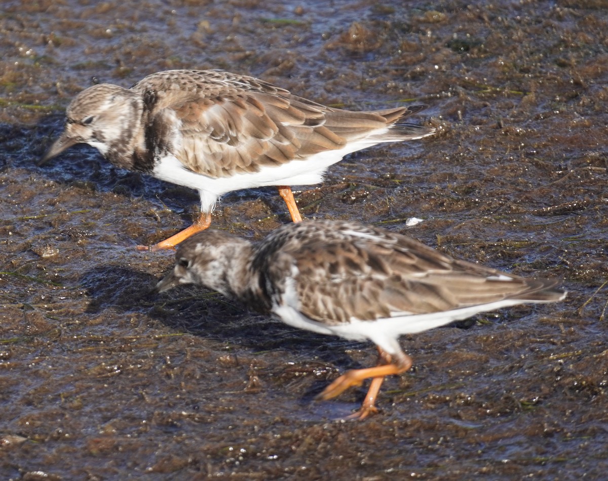 Ruddy Turnstone - ML645952498