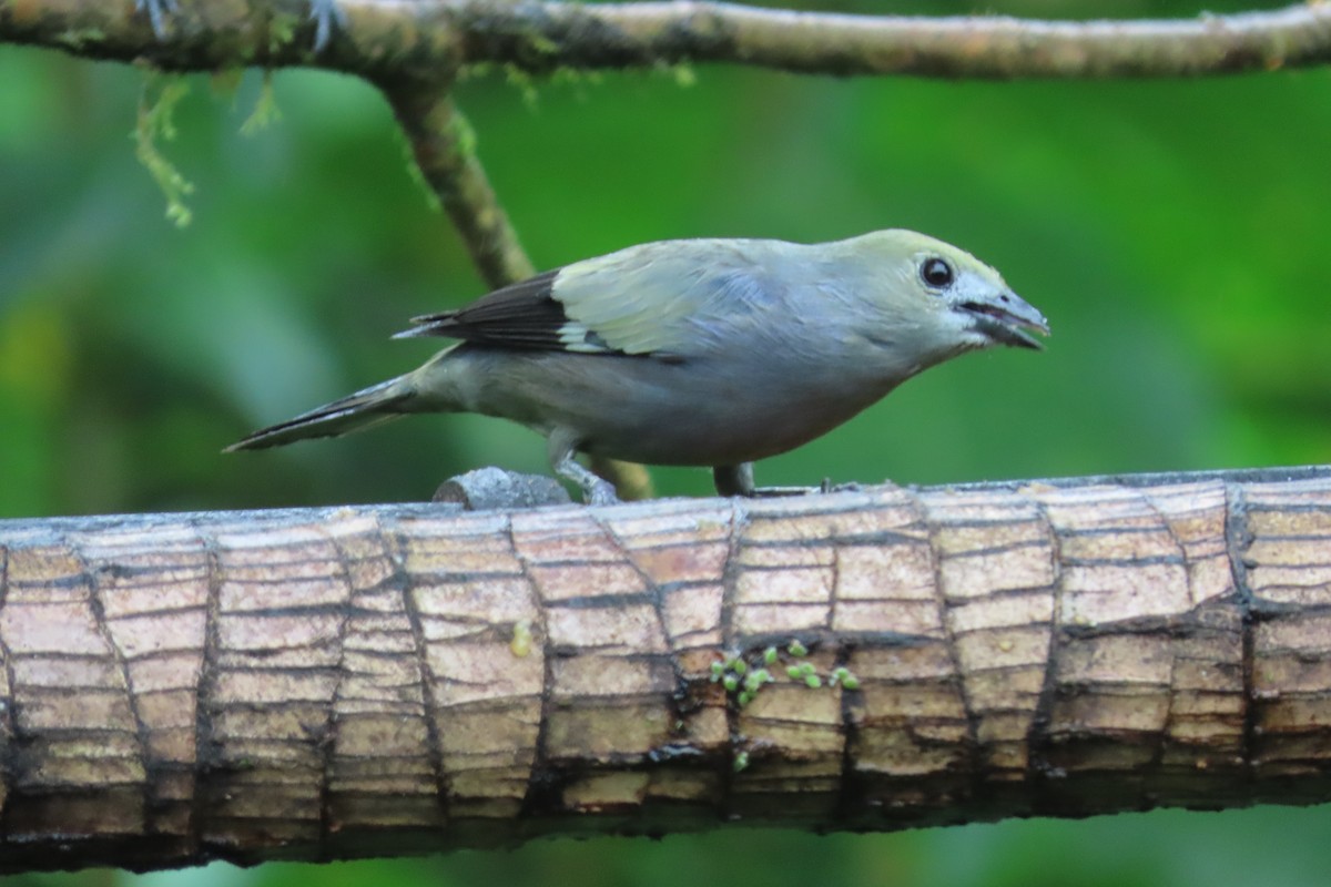 palmetanagar - ML645952499