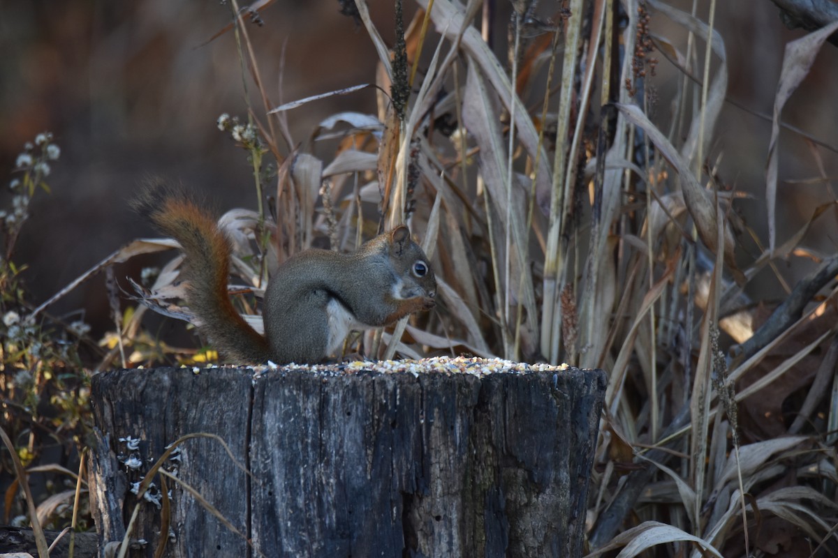 Eastern Fox Squirrel - ML645952501