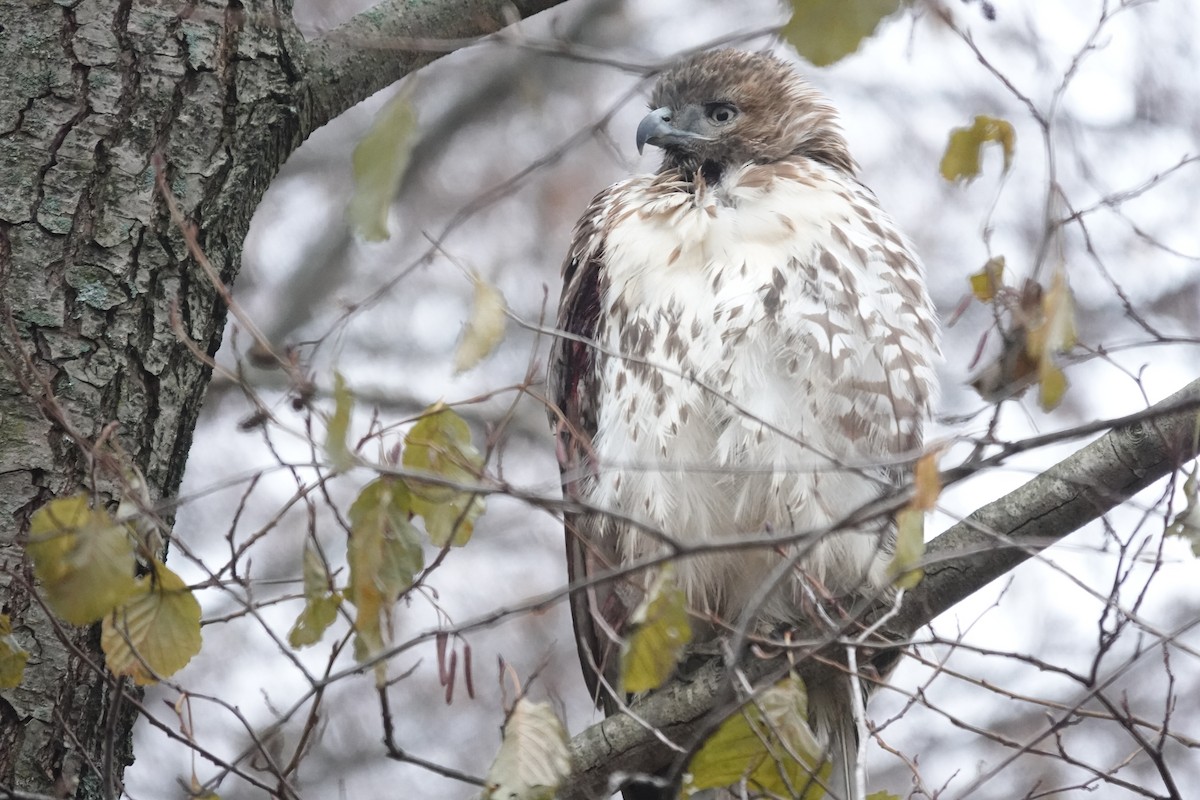 Red-tailed Hawk - ML645952502