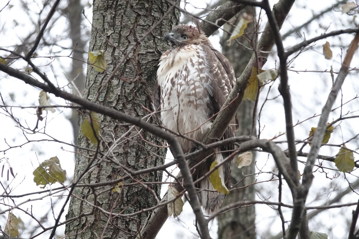 Red-tailed Hawk - ML645952503