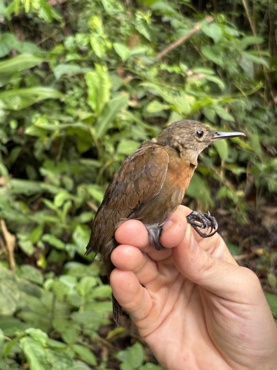 Gray-throated Leaftosser - ML645952509