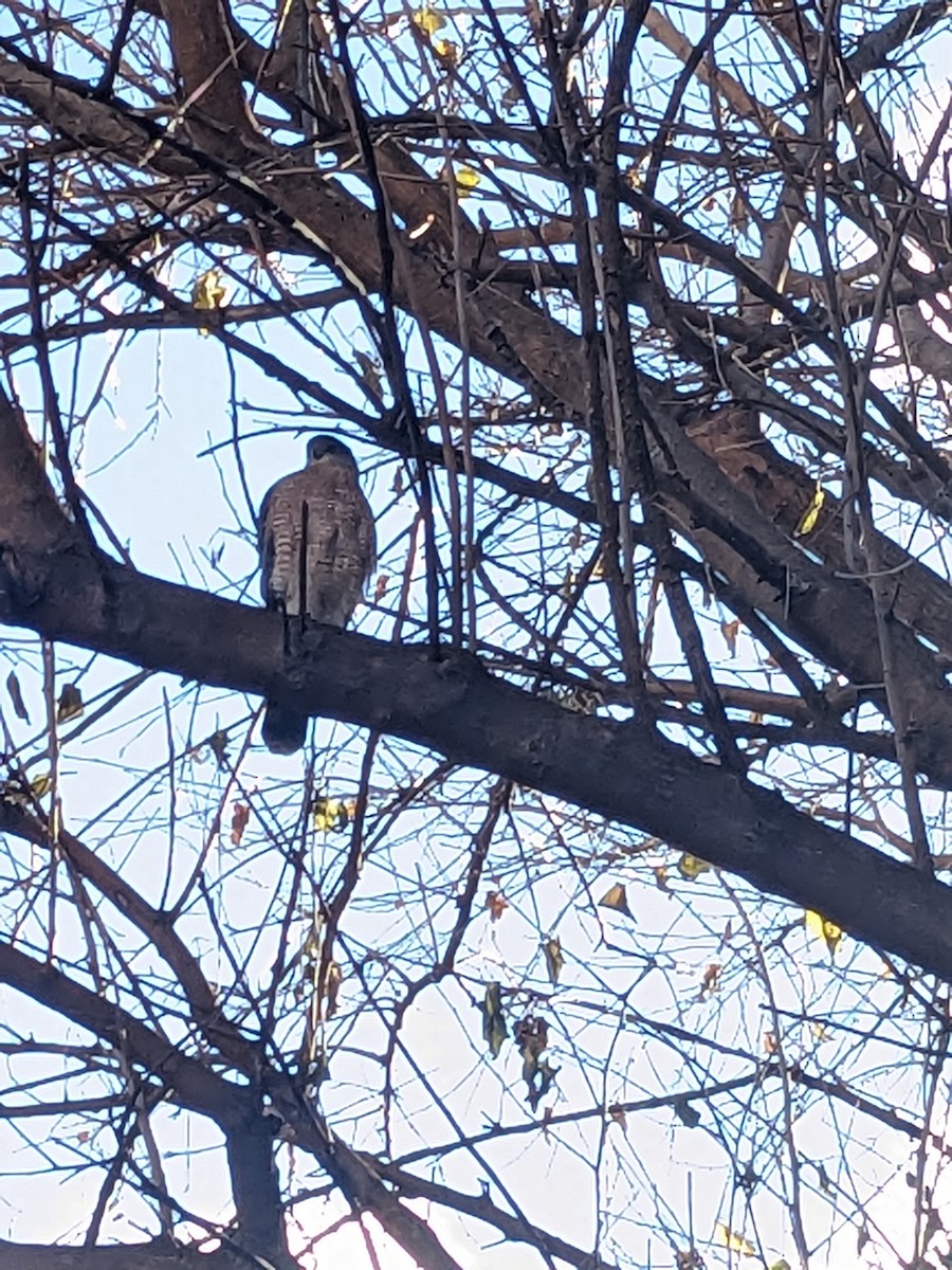 Cooper's Hawk - ML645952526