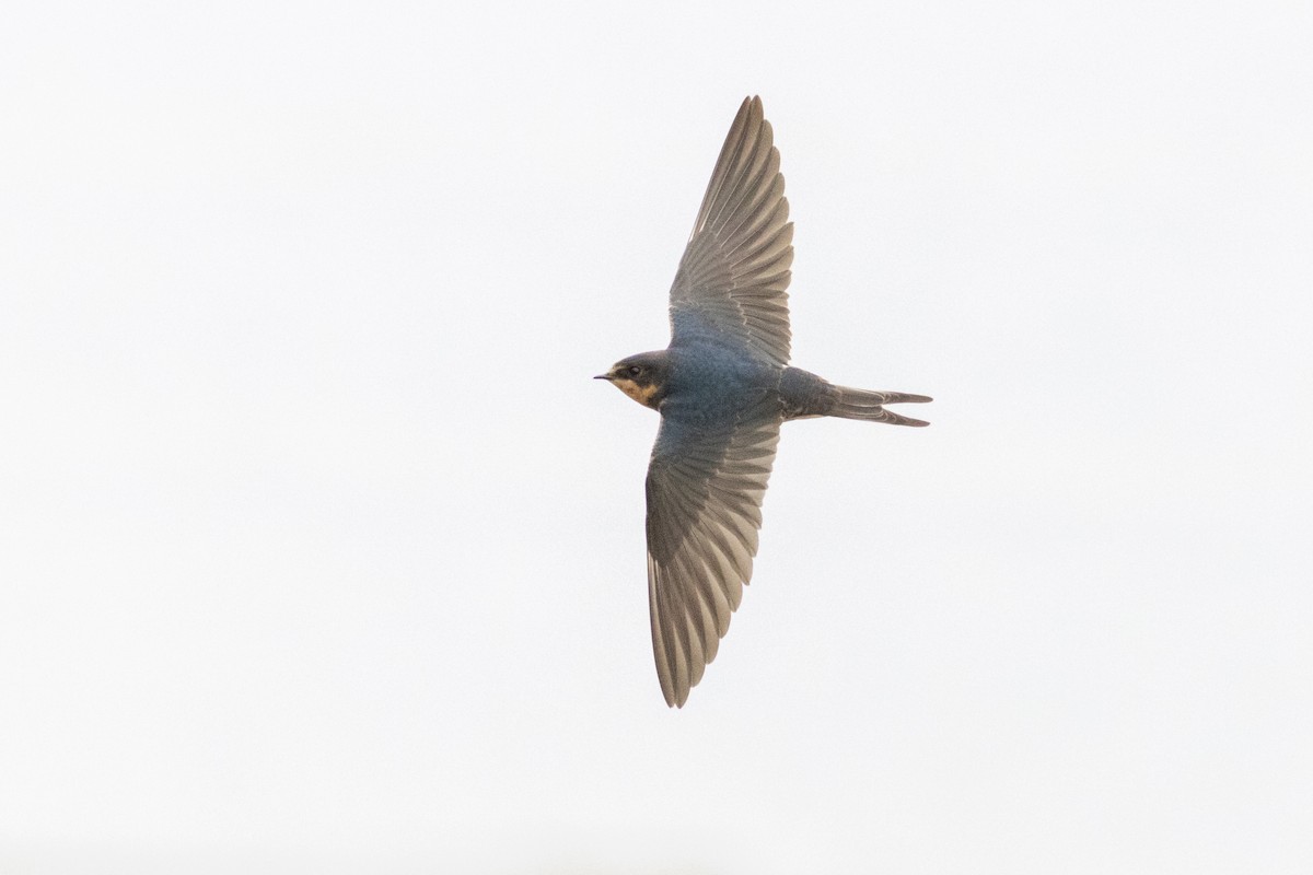 Ластівка сільська - ML645952530