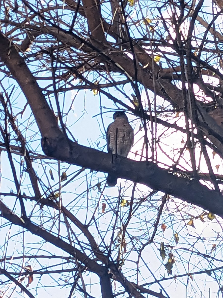 Cooper's Hawk - ML645952538
