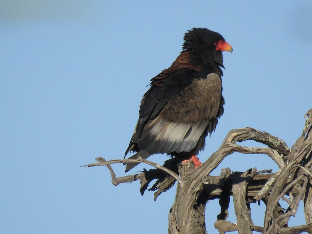 Bateleur - ML645952541