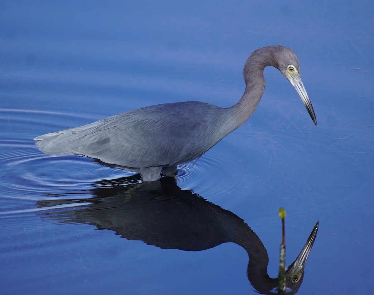 Little Blue Heron - ML645952542