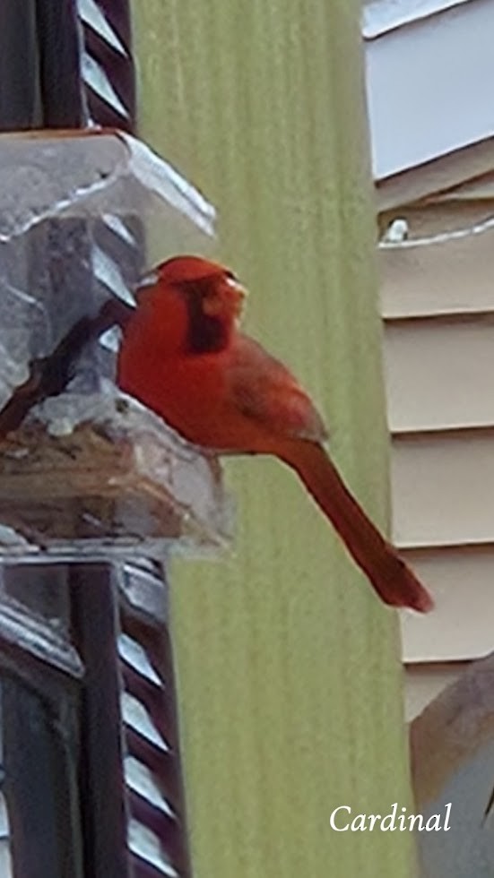 Northern Cardinal - ML645952557