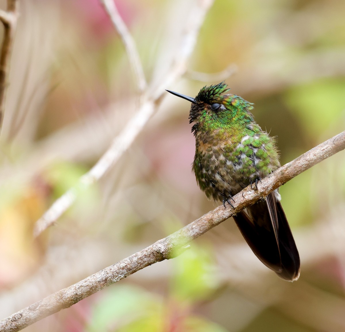 Tyrian Metaltail - ML645952558