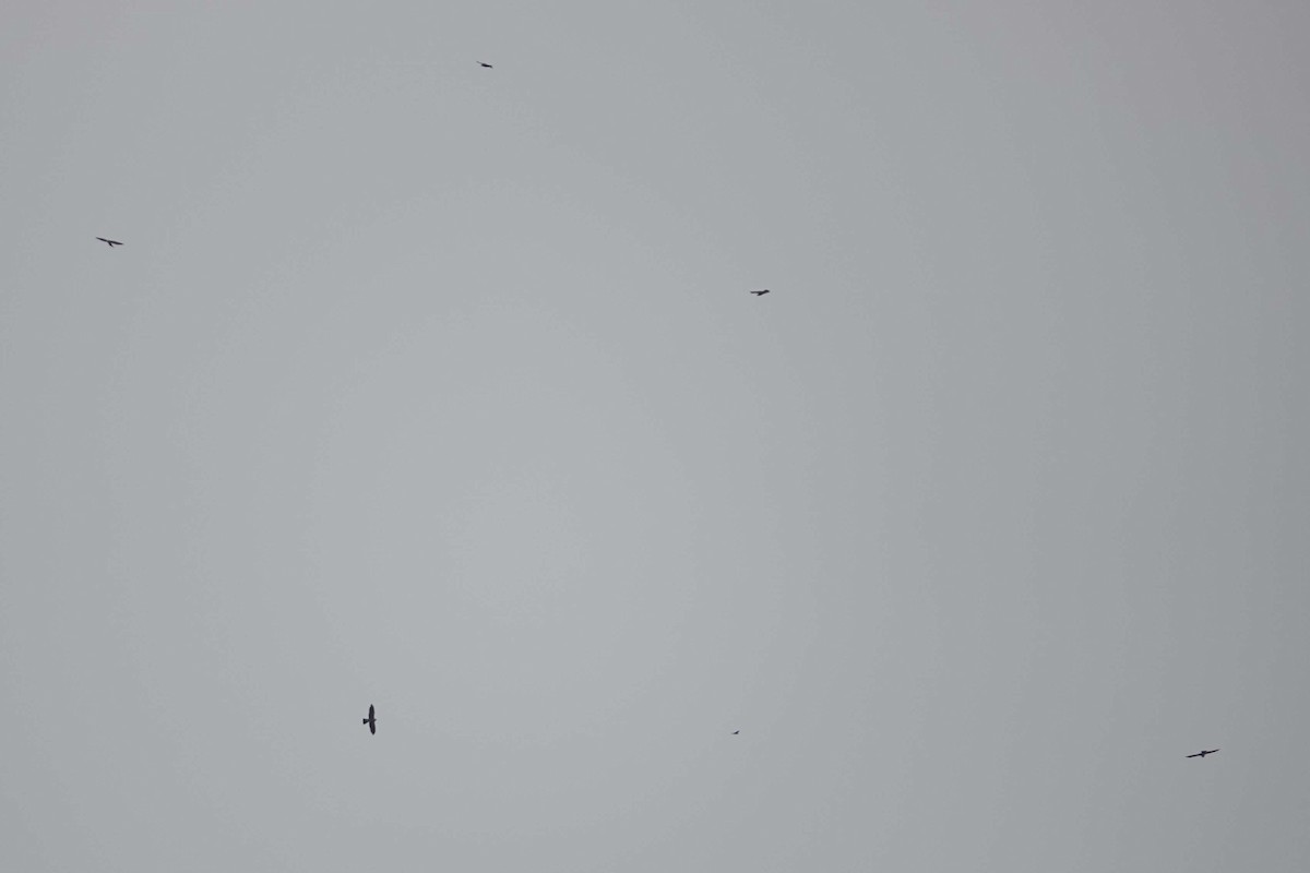 Mississippi Kite - ML645952559