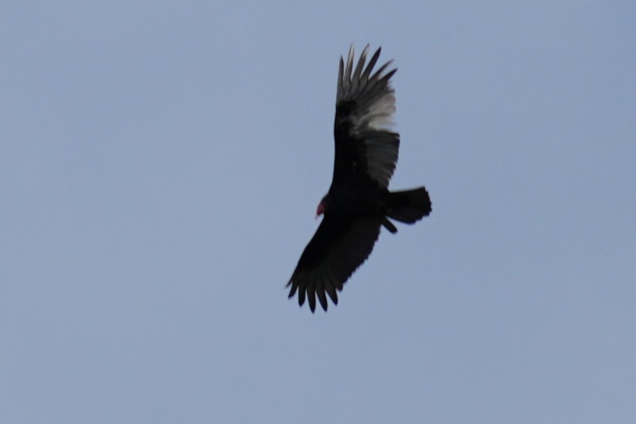 Turkey Vulture - ML645952560