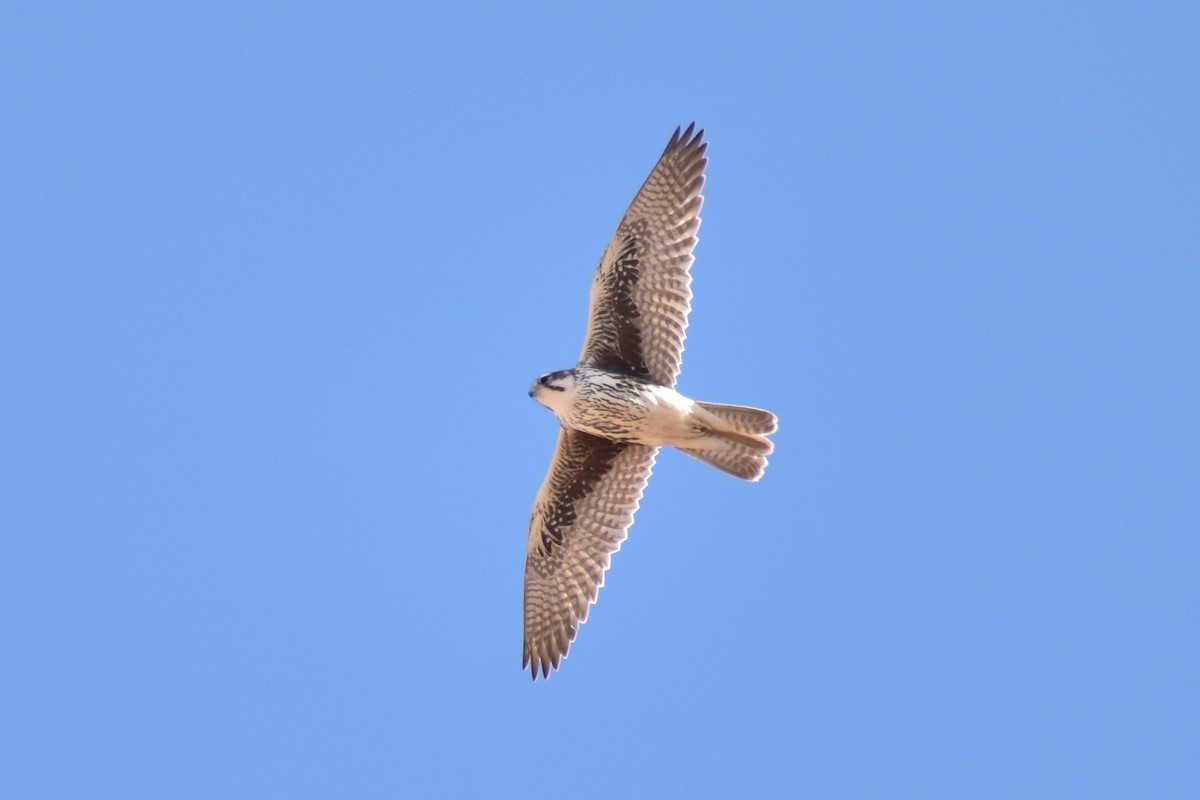 Präriefalke - ML645952561