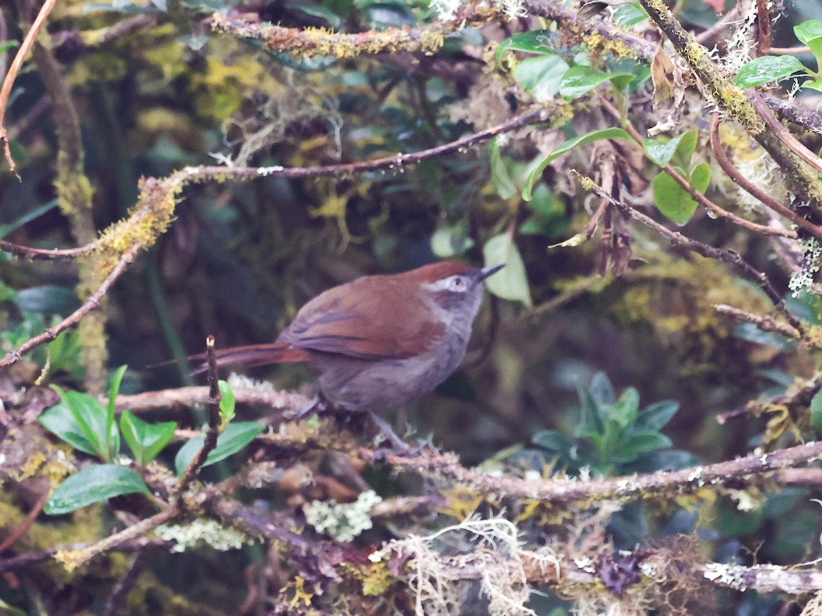 White-chinned Thistletail - ML645952567