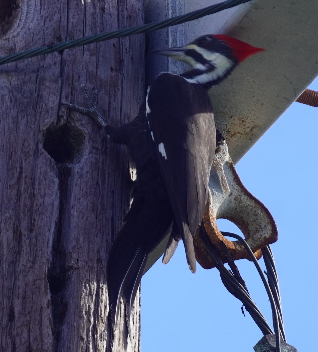 Pileated Woodpecker - ML645952577