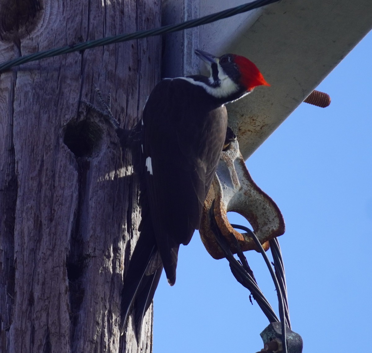 Pileated Woodpecker - ML645952578