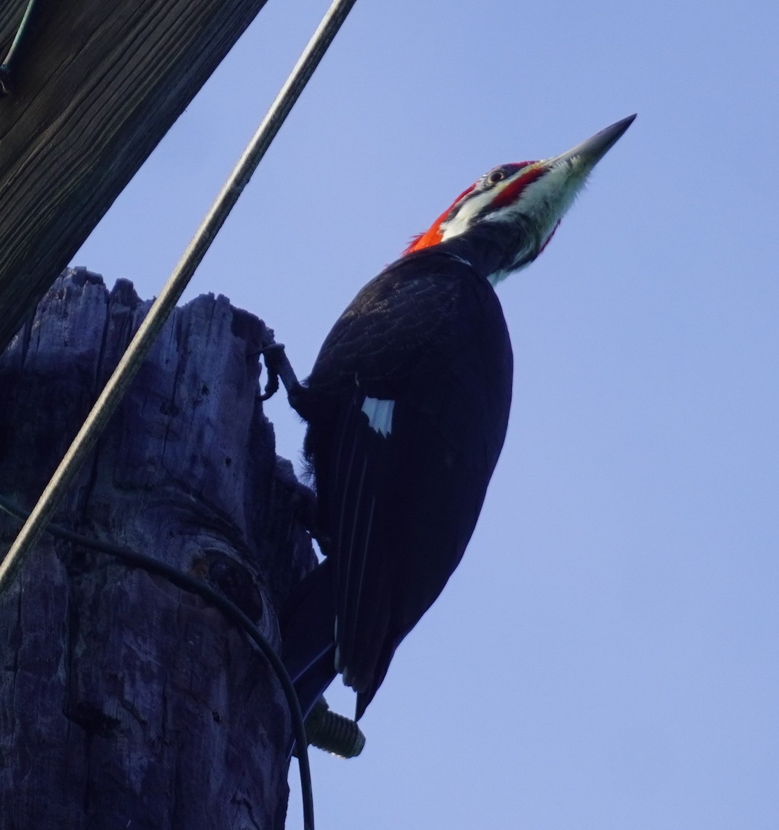 Pileated Woodpecker - ML645952579