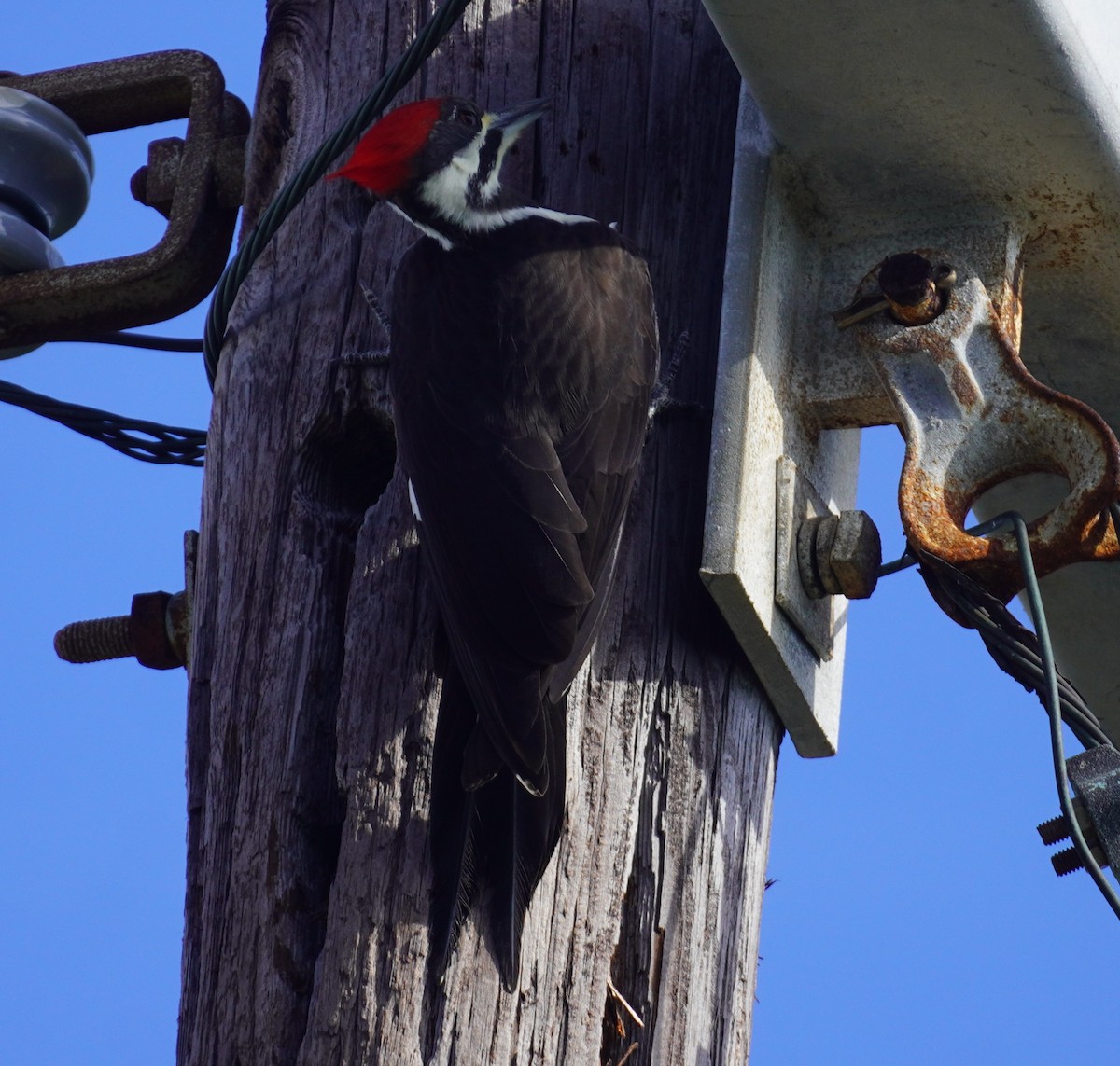 Pileated Woodpecker - ML645952580